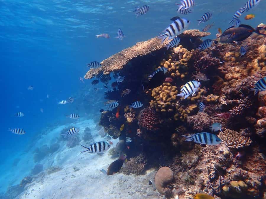 Hurghada: Yacht trip To Magawish island w Snorkeling & Lunch - Magawish Island for Two Hours: Swimming, Lunch, and a Slower Pace