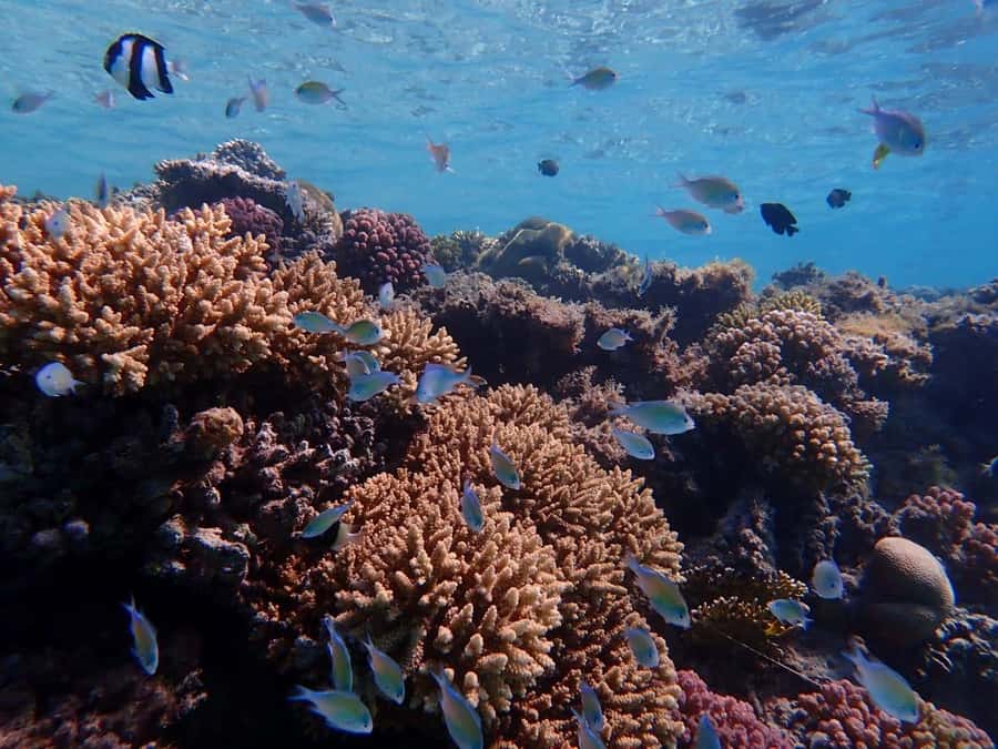 Hurghada: Yacht trip To Magawish island w Snorkeling & Lunch - Boat Size, Group Feel, and How the Crew Runs It
