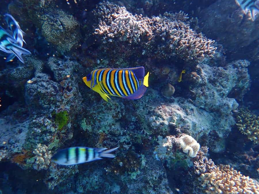 Hurghada: Yacht trip To Magawish island w Snorkeling & Lunch - Who This Hurghada Yacht Trip Fits Best (and Who Might Skip)