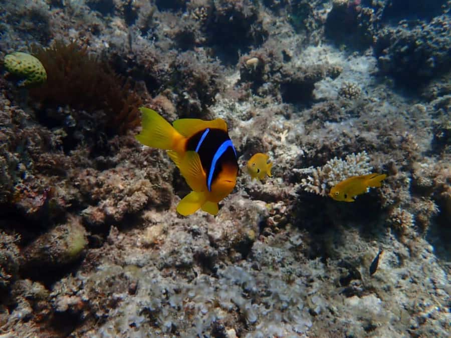 Hurghada: Yacht trip To Magawish island w Snorkeling & Lunch - Should You Book This Hurghada Yacht and Magawish Snorkel Trip?