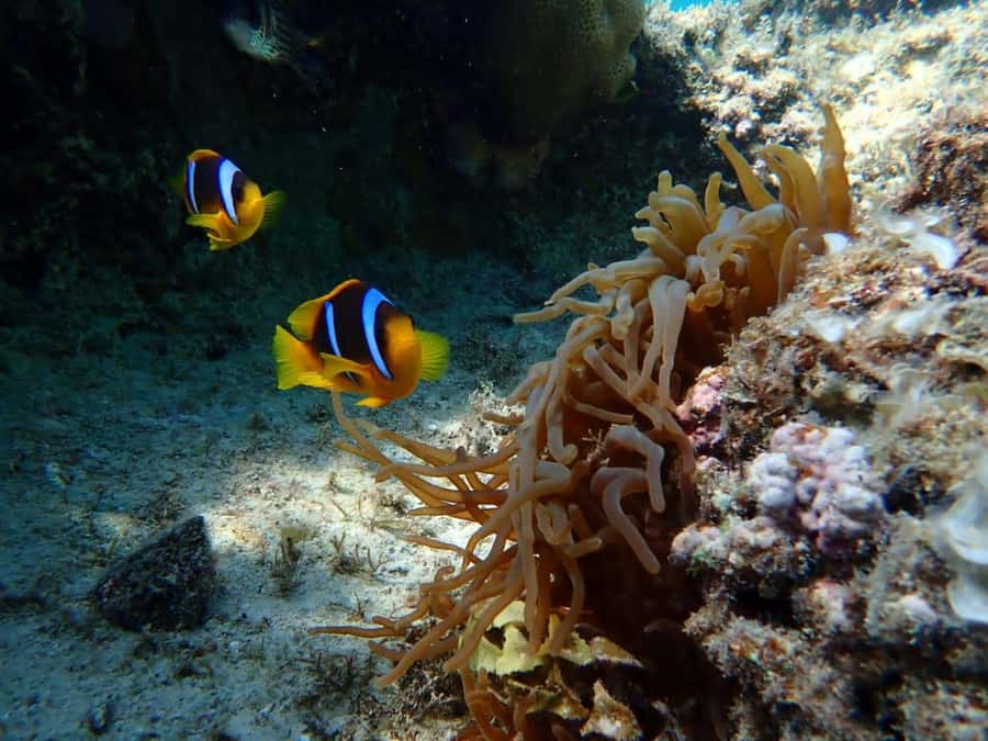 Hurghada: Yacht trip To Magawish island w Snorkeling & Lunch - FAQ