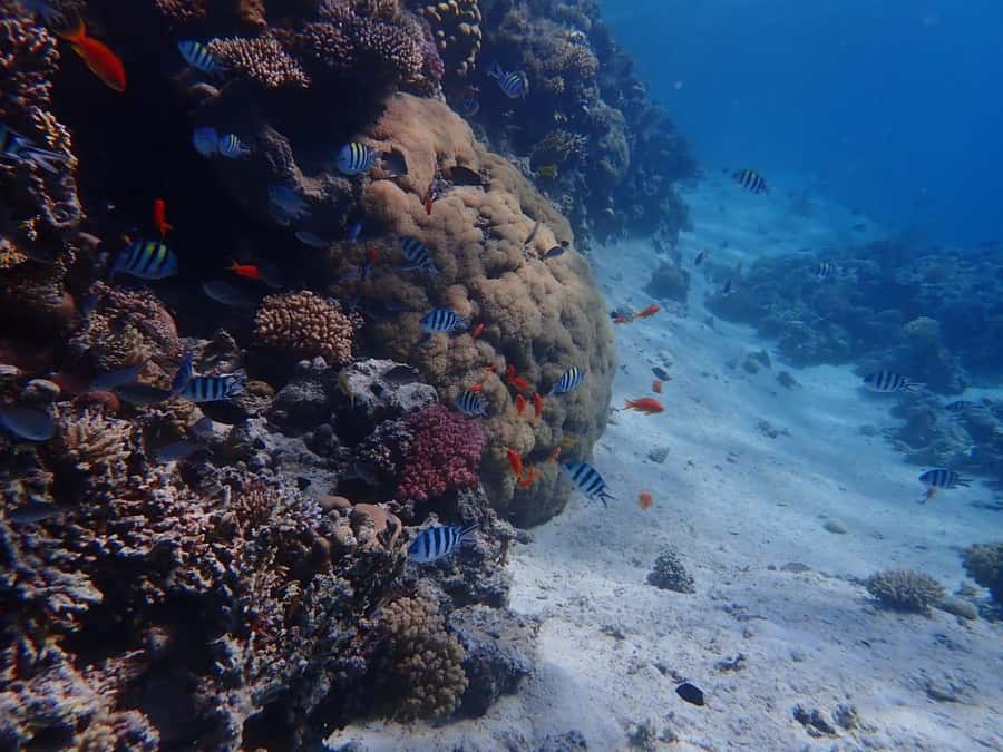 Hurghada: Yacht trip To Magawish island w Snorkeling & Lunch - Two Snorkeling Stops in the Red Sea: What You Get and Why It Works