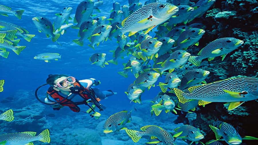 Hurghada:Luxury Diving & Snorkeling inc/Island/Lunch/Massage - A luxury yacht day from Hurghada: what it feels like