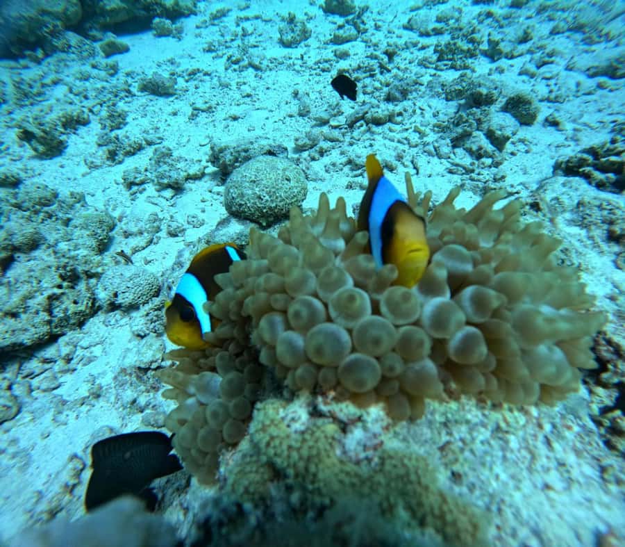 Intro Diving Beginner and Discover Red Sea Underwater - Languages, Communication, and Getting Instructions You Actually Understand