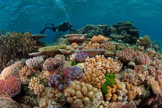 Intro Diving for Beginners 2 Stops Diving with Lunch - Hurghada - Instructor style and the small-group feel