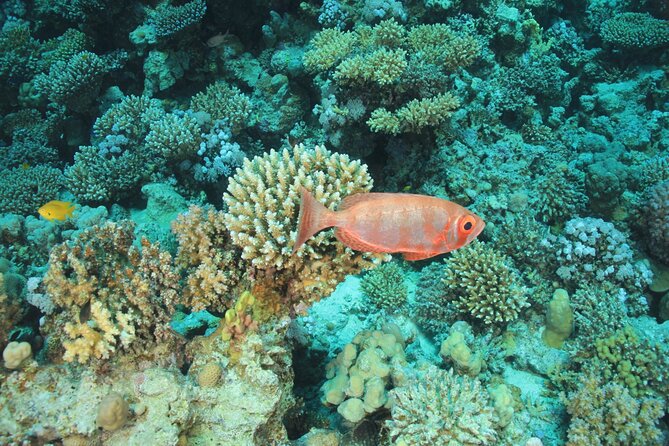 Intro Scuba Diving: 2 Dive Stops With Lunch & transfer - Hurghada - Between Sessions: Snorkel Time and a Boat Day You’ll Remember