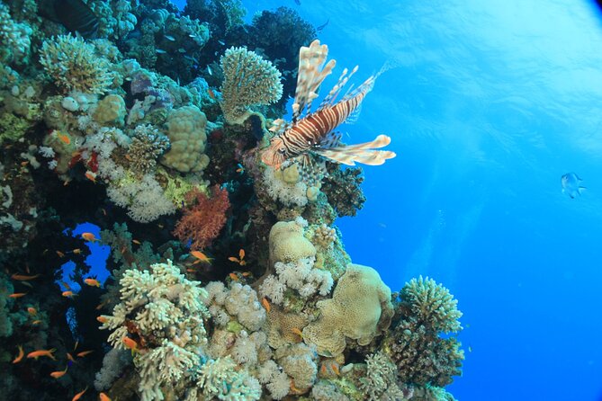 Intro Scuba Diving: 2 Dive Stops With Lunch & transfer - Hurghada - Practical Tips Before You Go