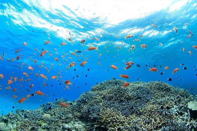 Intro Scuba Diving 2 Stops Trip with Transfers & Lunch - Hurghada - From briefing to weight belt: how the prep usually goes