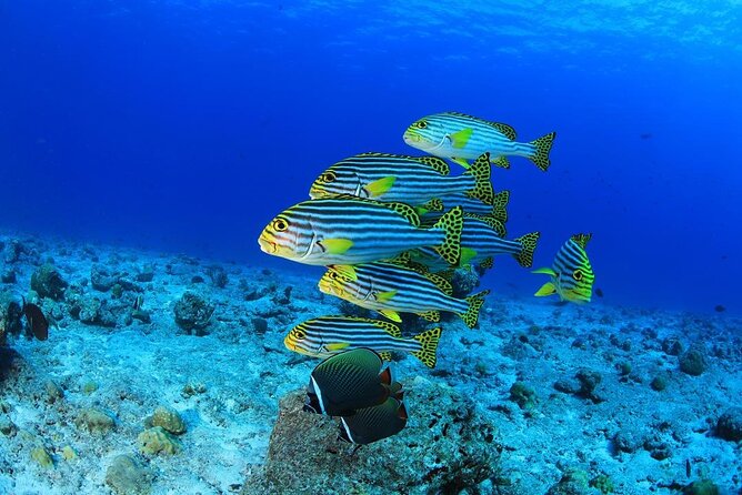 Intro Scuba Diving 2 Stops Trip with Transfers & Lunch - Hurghada - Second stop at a different area: how to get variety without rushing