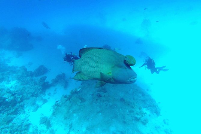 Intro Scuba Diving - From Hotel to Marina: Pickup, Boat Flow, and Getting Ready