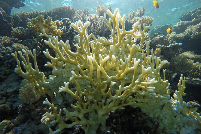 Intro Scuba Diving - Lunch on Board in Hurghada: Fuel That Actually Makes the Day Better