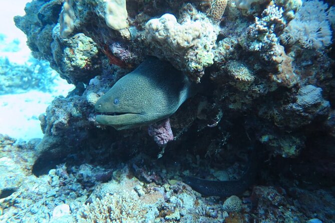 Intro Scuba Diving - Post-Lunch Reef Time: Snorkel or Swim Without the Full Setup