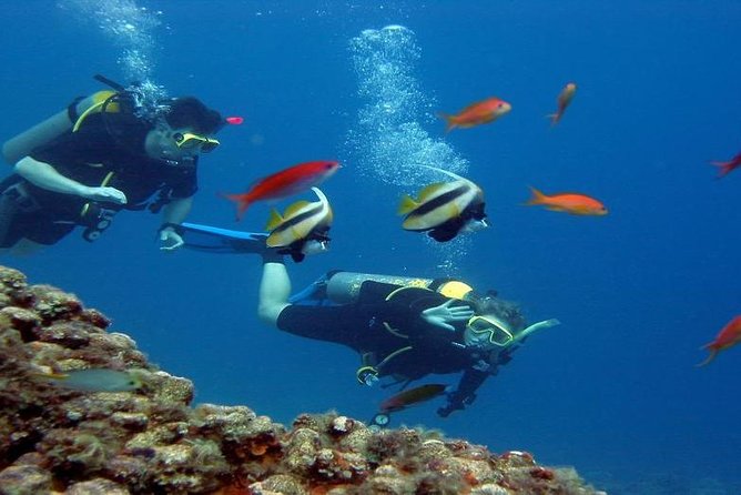 Intro Scuba Diving Beginners Full Day Boat Trip 2 Stops Diving & Lunch– Hurghada - Marine life: what you can reasonably expect in two stops