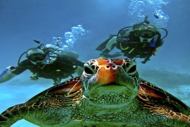 Intro Scuba Diving Beginners Full Day Boat Trip 2 Stops Diving & Lunch– Hurghada - Price and value: $20 plus the add-ons you should plan for