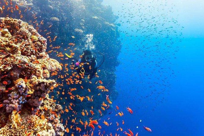 Intro Scuba Diving Beginners Full Day Boat Trip 2 Stops Diving & Lunch– Hurghada - Safety on a beginner tour: what “good” looks like