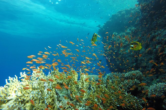 Intro Scuba Diving - Two Underwater Sessions (~6m and ~10m): What You’ll Do and How to Prepare