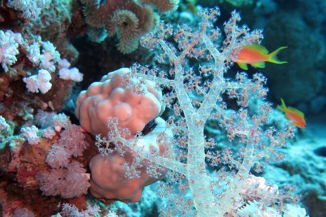 Introduction: Diving from the Reef in Sharm El Sheikh - Equipment, Hot/Cold Drinks, and What to Pack