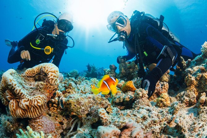 Join our Daily Diving Trip with 2 dives Transfer & Lunch-Hurghada - Key things to know before you go