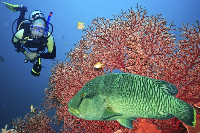 Join our Daily Diving Trip with 2 dives Transfer & Lunch-Hurghada - Hurghada at 8 a.m.: How the day really flows
