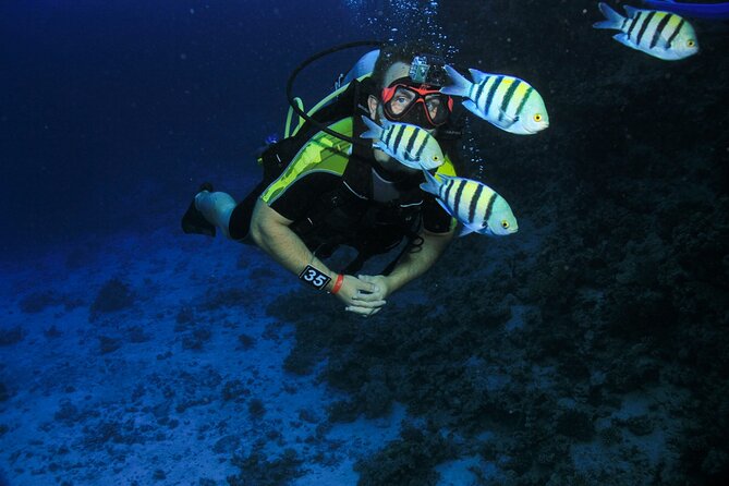 Join our Daily Diving Trip with 2 dives Transfer & Lunch-Hurghada - Who this trip suits best (and who might want to pick something else)