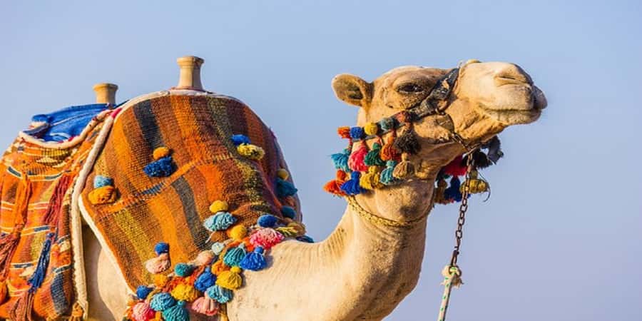 Luxor: Scenic Camel or Horse Ride - The one-hour riding segment: what you actually get