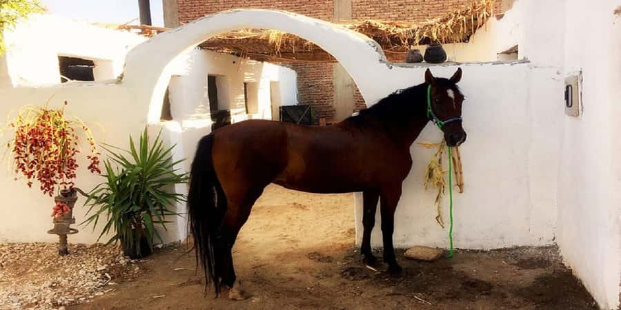 Luxor: Scenic Camel or Horse Ride - Camel or horse: which is better for your comfort and style