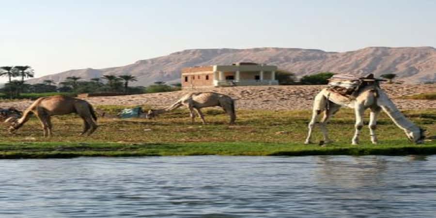 Luxor: Scenic Camel or Horse Ride - Getting to the West Bank: pickup, boat, and meeting the trainer