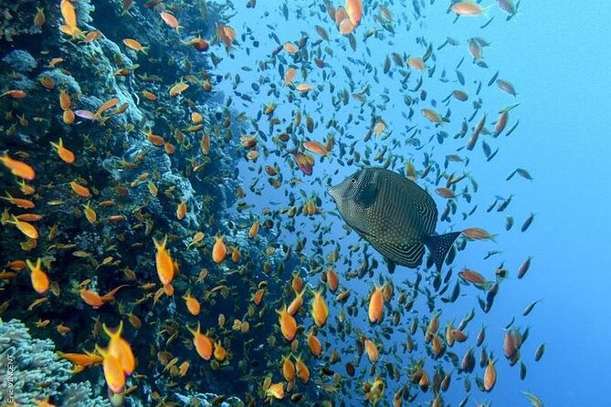 Luxury Cruise to Orange Bay and paradise island Trip-Hurghada - The onboard buffet lunch: a real midday reset