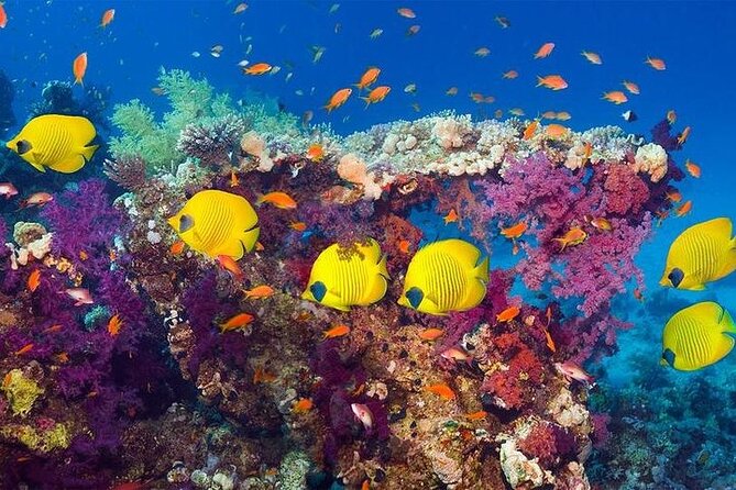 Luxury Cruise to Orange Bay and paradise island Trip-Hurghada - Group size and the “luxury” feel that actually shows up