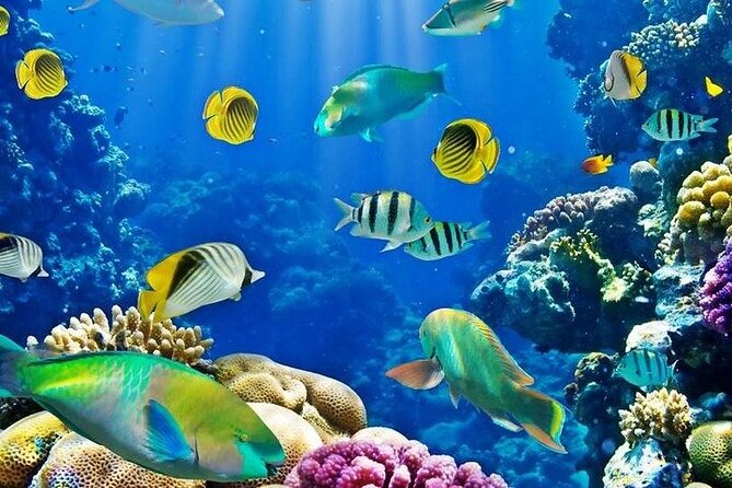 Luxury Cruise to Orange Bay and paradise island Trip-Hurghada - Price and value: how $27.96 adds up (when it fits your plans)