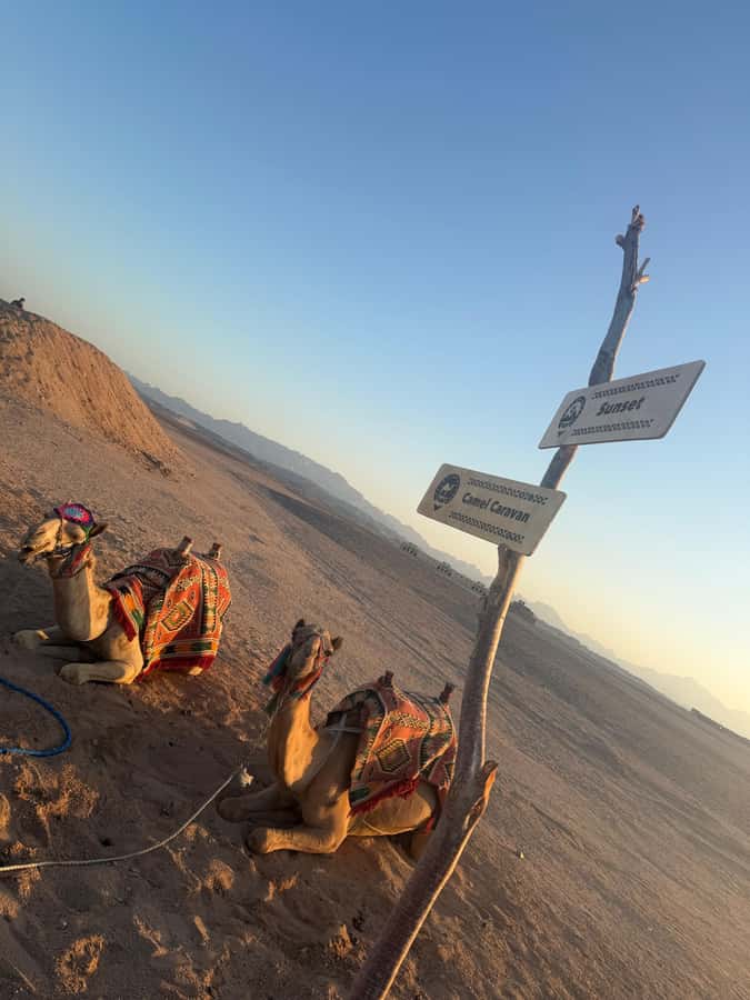 Makadi Bay: BADU Luxury Bedouin Dinner Experience & Stargaze - Key Highlights You’ll Actually Use