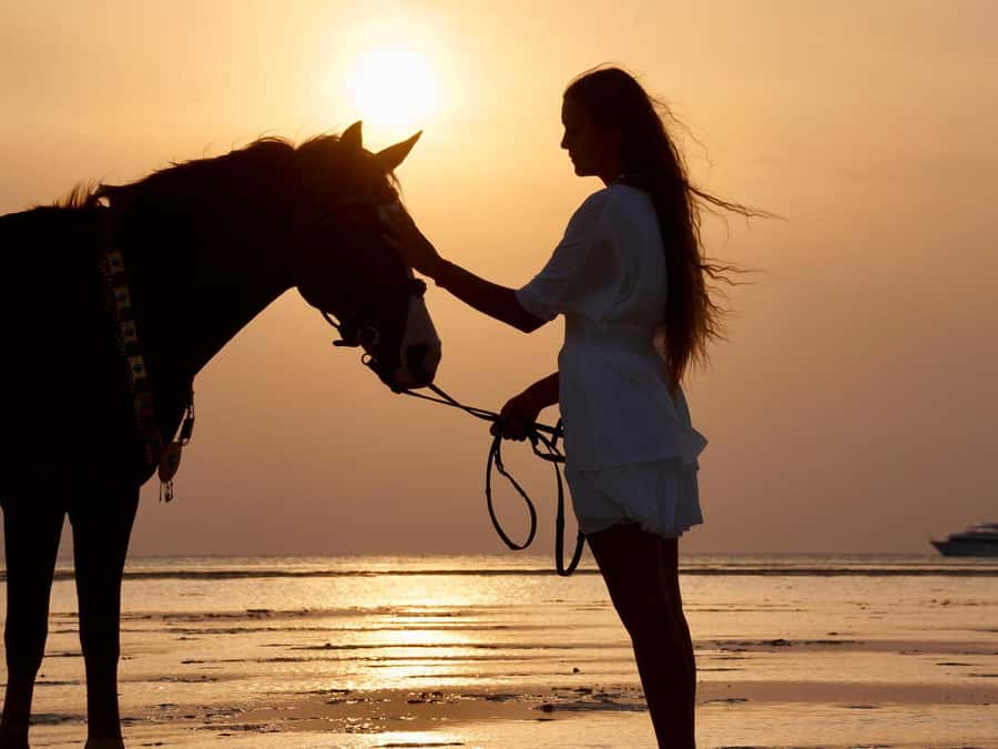Makadi Bay: Horse Riding in Desert & Sea w Guide + Transfers - Key things to know before you go