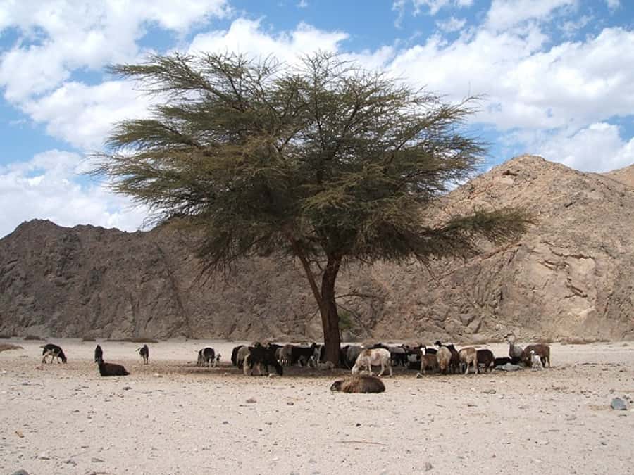 Makadi Bay: Jeep Safari Adventure with Bedouin guide - The Practical Stuff: What to Bring and How to Prepare