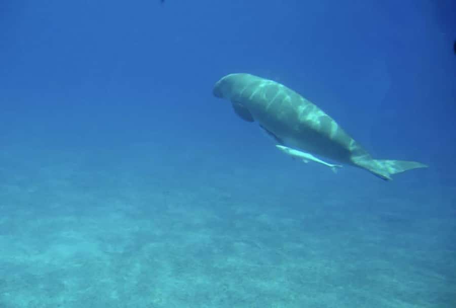 Makadi Bay: Royal Seascope Submarine Cruise & Snorkel stop - The Reef Ride: A Short Cruise to One of the Best Nearby Corals