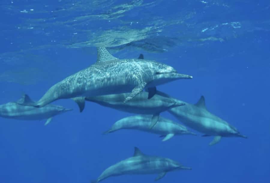Makadi Bay: Royal Seascope Submarine Cruise & Snorkel stop - The Full 2-Hour Timeline, Without the Fluff