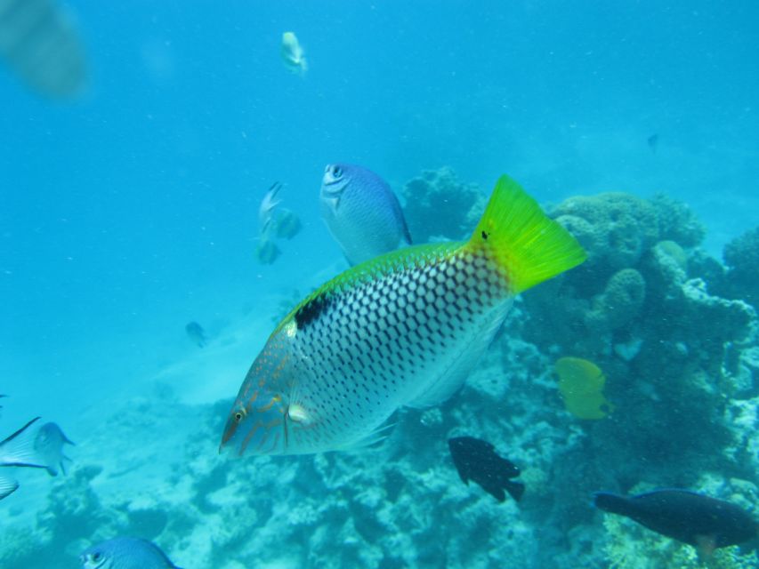 Makadi Bay: Snorkelling and Diving Island Trip - Makadi Bay to the Red Sea: the yacht-day rhythm