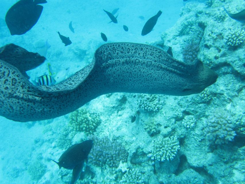 Makadi Bay: Snorkelling and Diving Island Trip - Coral reefs and clear water: what to look for above and below