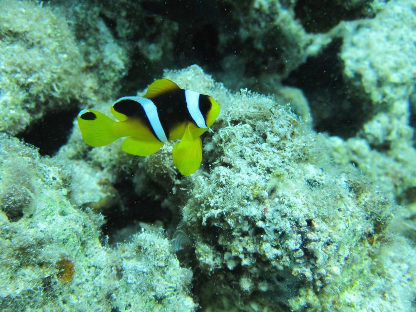 Makadi Bay: Snorkelling and Diving Island Trip - What to bring (and what not to overthink)
