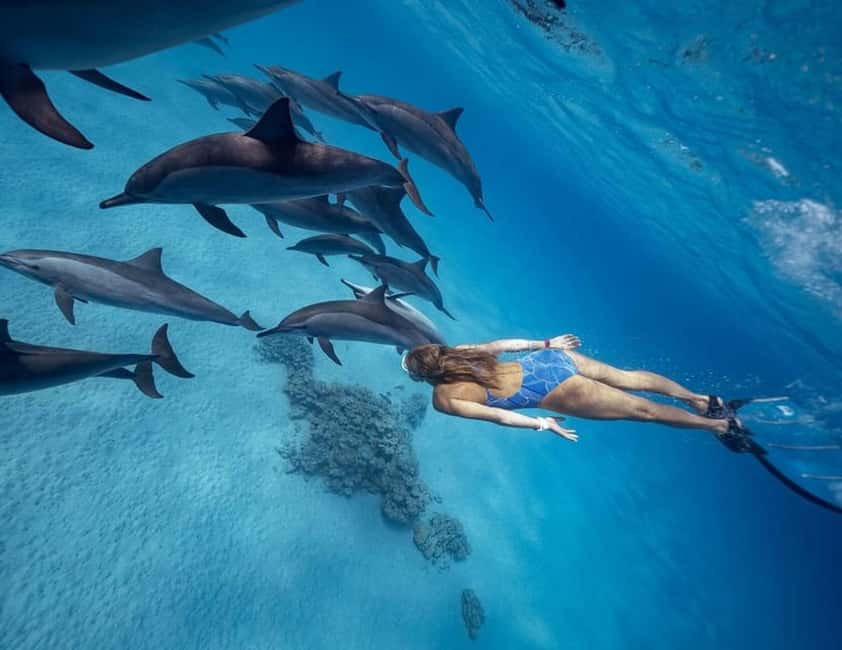 Marsa Alam: Dolphin House Adventure at Shaab Samadai Reef - Key things you should know before you go