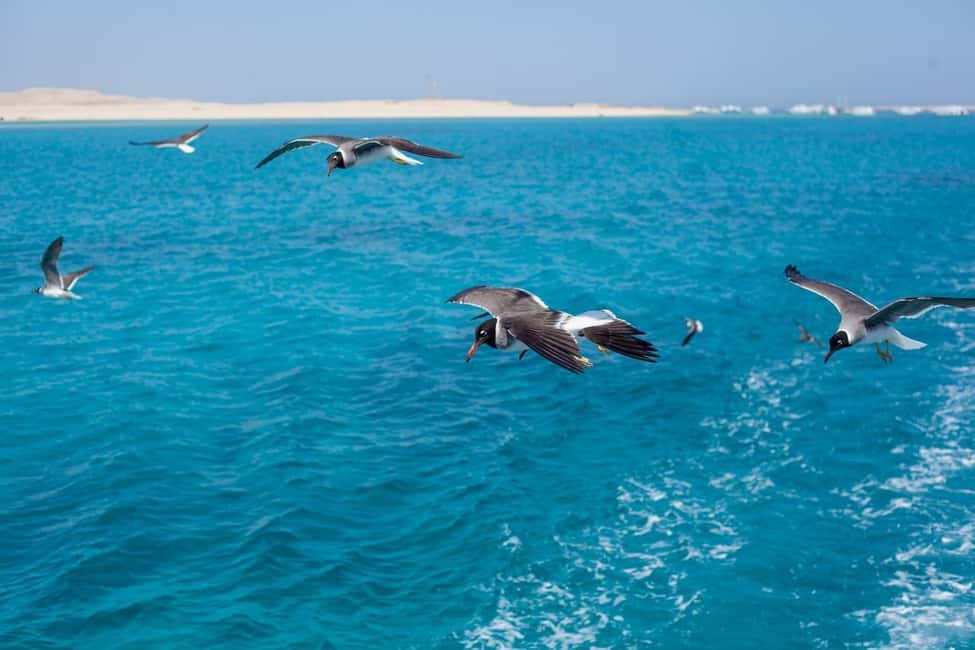 Marsa Alam: Dolphin House Adventure at Shaab Samadai Reef - Where Shaab Samadai fits into Marsa Alam’s marine scene