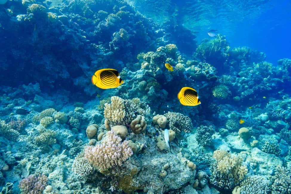 Marsa Alam: Dolphin House Adventure at Shaab Samadai Reef - Snorkeling conditions and what the guide system does for you