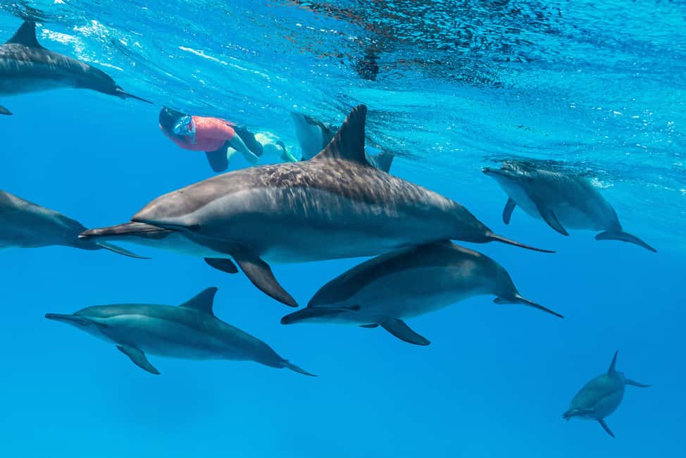 Marsa Alam: Dolphin House Adventure at Shaab Samadai Reef - Price and value: is $69 a fair deal?
