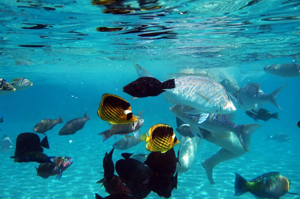 Marsa Alam: Dolphin House Adventure at Shaab Samadai Reef - The small details that make the day smoother