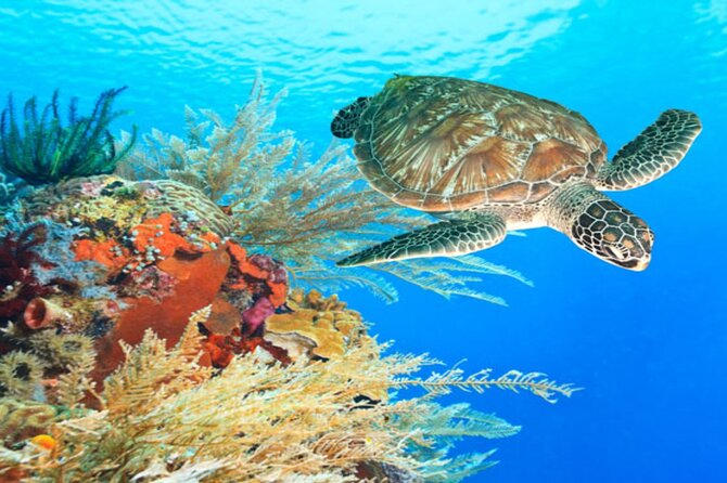 Marsa Alam: Snorkel with Sea Cows and Turtles at Marsa Mubarak - Snorkel Stops at Marsa Mubarak: Coral, Fish, and Realistic Expectations