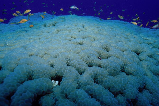 Marsa Alam: Snorkel with Sea Cows and Turtles at Marsa Mubarak - From Marsa Alam Hotels to the Boat: The 8:00 Schedule Reality