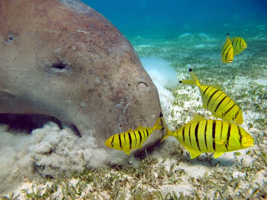 Marsa Alam: Snorkeling with Sea Turtles Marsa Mubarak - The realistic downsides (and how to avoid them)