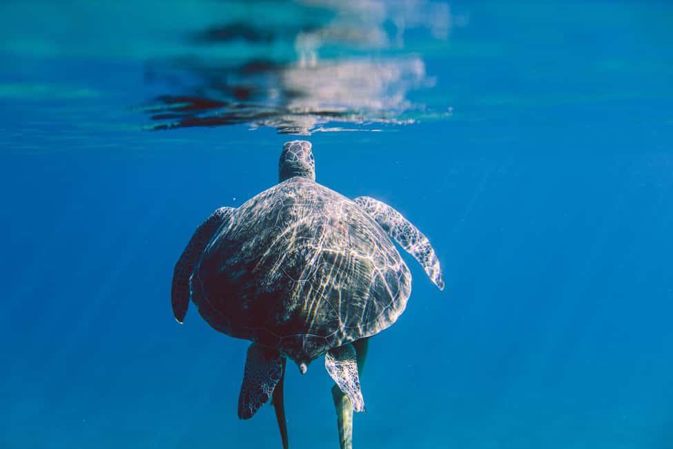 Marsa Alam: Snorkeling with Sea Turtles Marsa Mubarak - Equipment, reef access, and the small details that make or break it