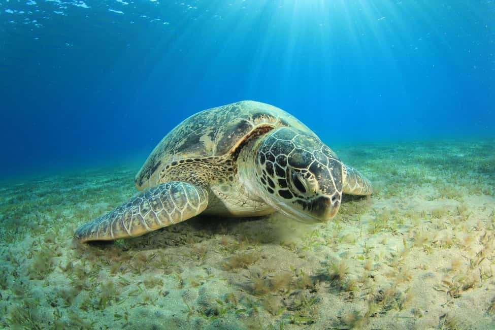 Marsa Alam: Snorkeling with Sea Turtles Marsa Mubarak - Sea turtles, dugongs, and what you can realistically expect