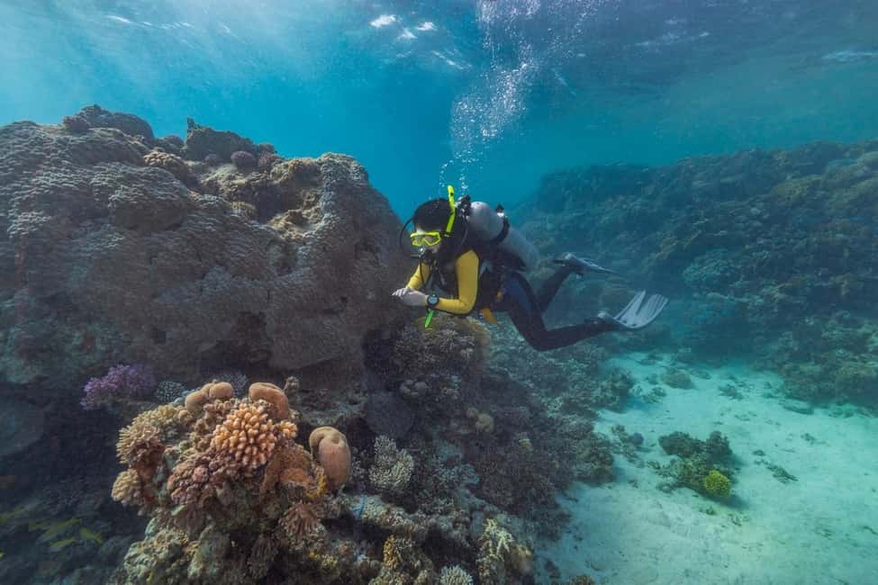 Marsa Alam: Snorkeling with Sea Turtles Marsa Mubarak - Price and what $68 really buys you