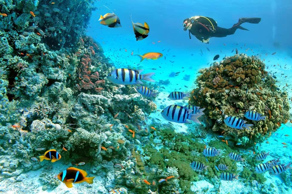 Marsa Alam: Snorkeling with Sea Turtles Marsa Mubarak - From pickup to boat: transfers, the short city stop, and typical timing